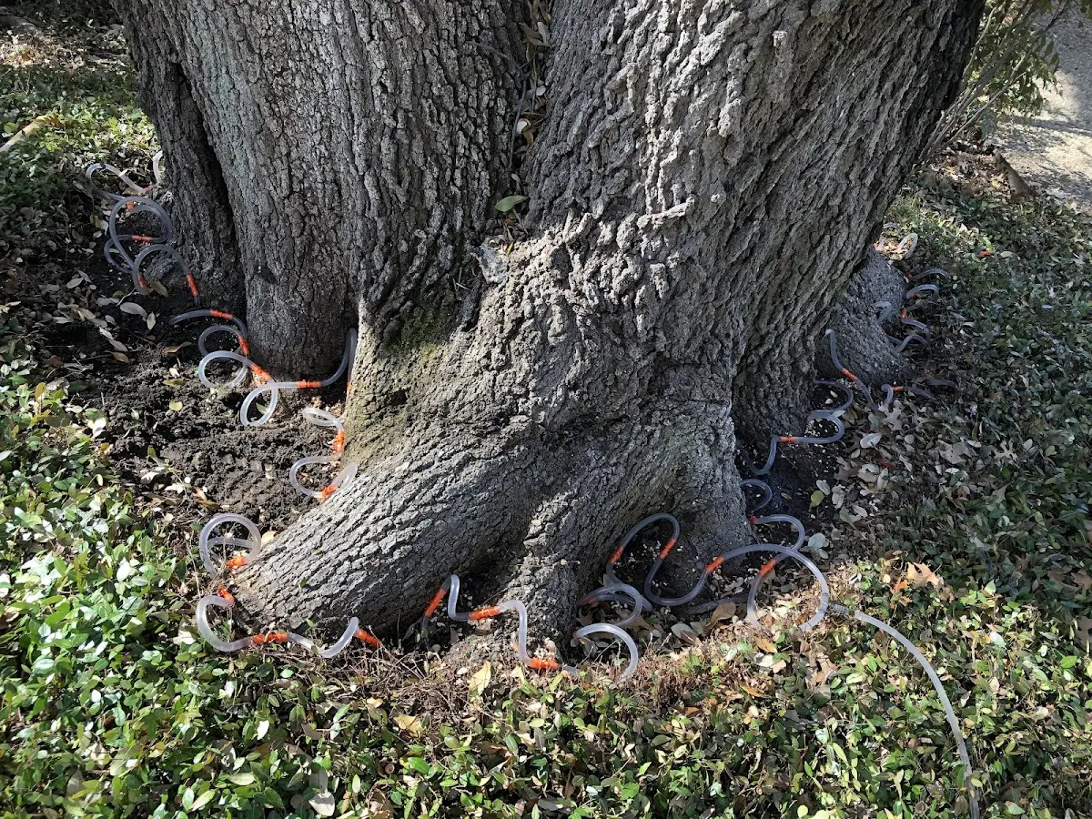 Detailed Tree Cabling and Bracing job site in Hinesburg