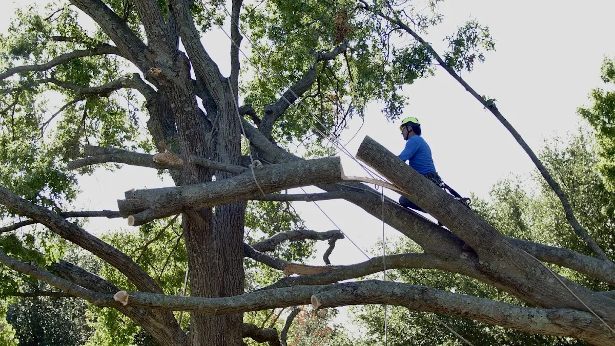 Professional Hazardous Tree Removal performed by certified arborists in Hinesburg