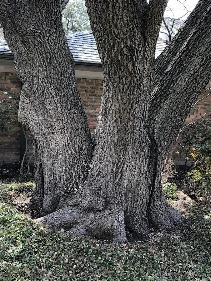 Mature heritage tree close to a Hinesburg property cared for by certified arborists
